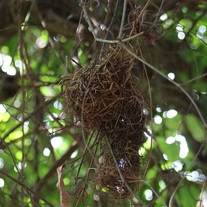 Nest Black-necked weaver