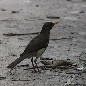 African thrush