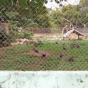 Spotted hyena enclosure