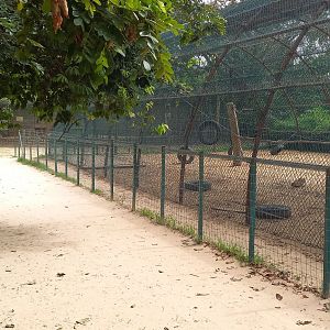 Baboon enclosure