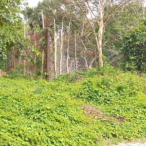 Former Lion-enclosure