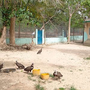 Free-ranging Hooded vultures