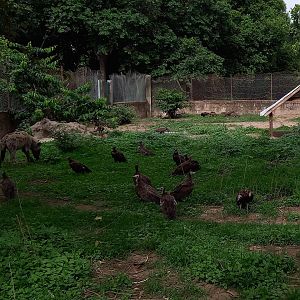Spotted hyena enclosure