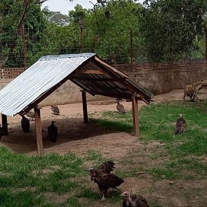 Spotted hyena enclosure