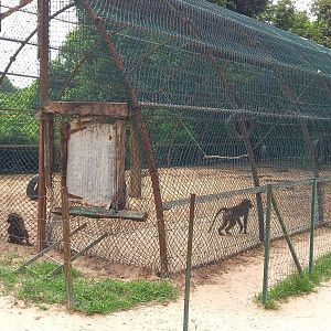 Baboon-enclosure