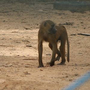 Guinea baboon