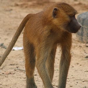 Guinea baboon