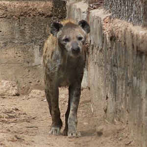 Spotted hyena