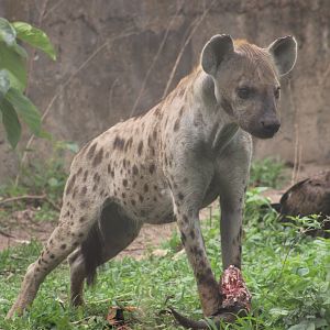 Spotted hyena ( and Hooded vulture )
