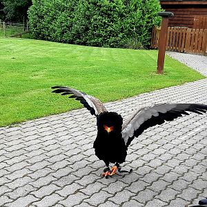 Bateleur eagle