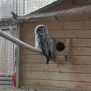 Great grey owl