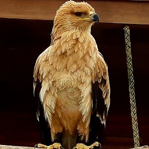 Tawny eagle