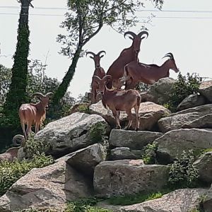 Barbary sheep