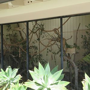Prevost's Squirrel Enclosure