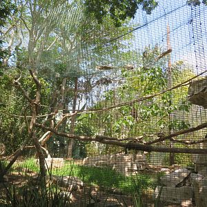 Rhinoceros Hornbill Aviary