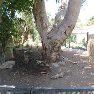 Radiated Tortoise Yard