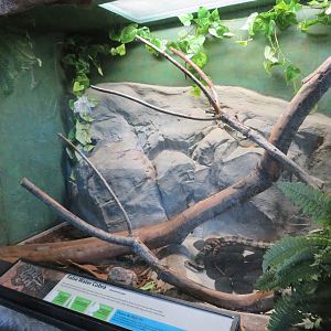 False Water Cobra Exhibit