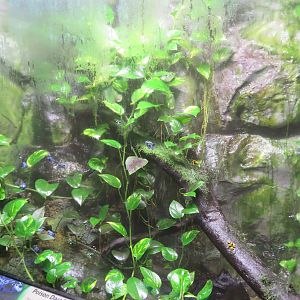 Poison Dart Frog Exhibit