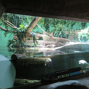 Large Amazon Turtle Exhibit