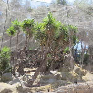White-faced Saki Exhibit