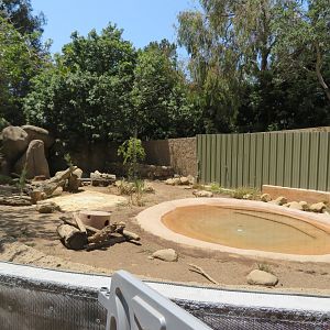 Giant Anteater Yard
