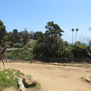 Giraffe Yard (ocean in background)