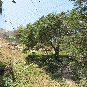 California Condor Aviary