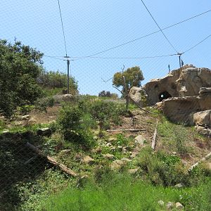California Condor Aviary