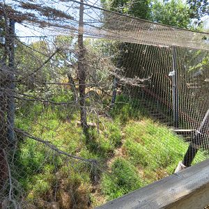 Island Fox Enclosure