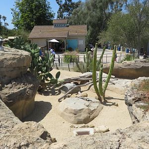 Desert Tortoise/Chuckwalla Exhibit