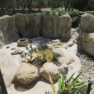 Asian Small-clawed Otter Exhibit