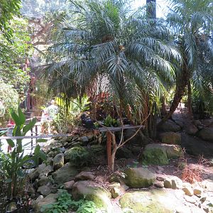 Wings of Asia Aviary