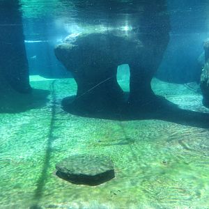Underwater Penguin Viewing