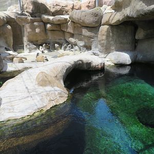 Humboldt Penguin Exhibit