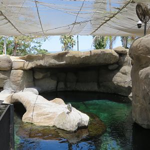 Humboldt Penguin Exhibit