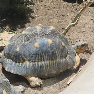 Radiated Tortoise