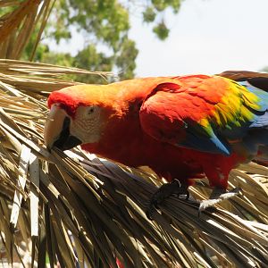 Scarlet Macaw