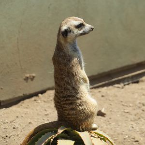 Meerkat