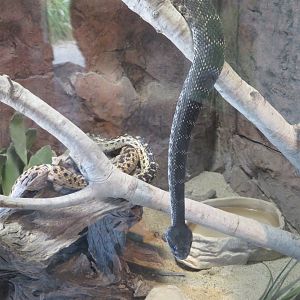 Southern Pacific Rattlesnake and Gopher Snake