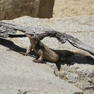 Chuckwalla