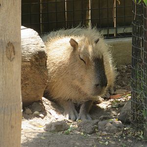 Capybara