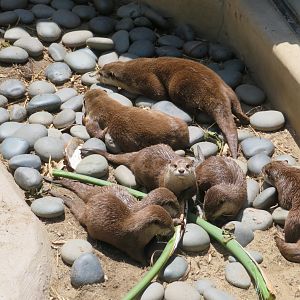 Asian Small-clawed Otter Family
