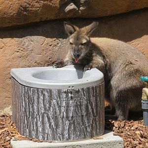 Red-necked Wallaby