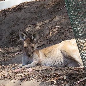 Western Gray Kangaroo