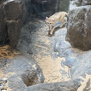 Sand Cat