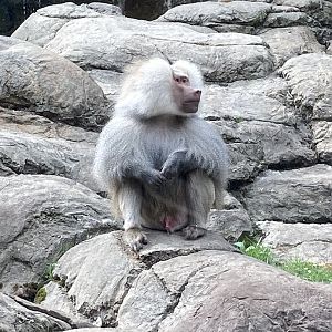Hamadryas Baboon