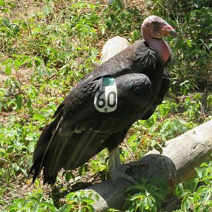 California Condor