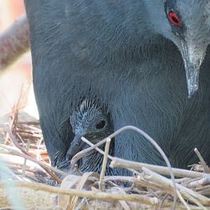 Baby Blue Crowned Pigeon