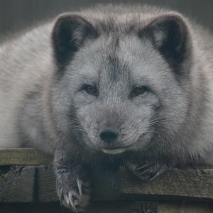 Arctic Fox