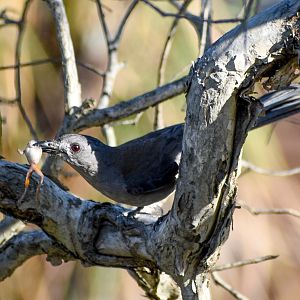 Grey Shrike-thrush with Desert Tree-Frog